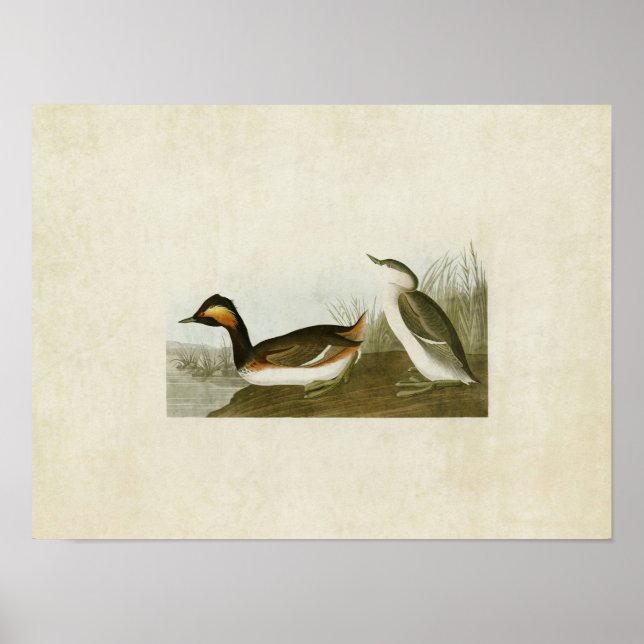 Affiches Plaque 404 | Eared Grebe | Oiseaux d'Amérique (Devant)