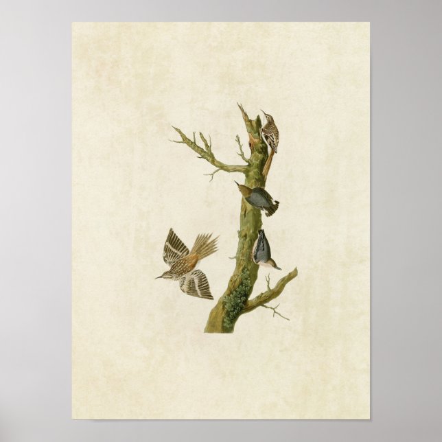 Affiches Plaque 415 | Brown Creeper et California Nuthatch (Devant)