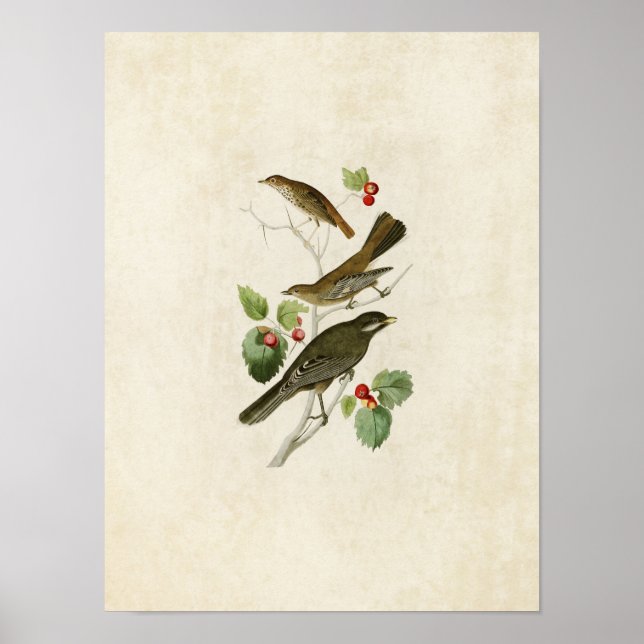 Affiches Plaque 419 | Thrush, Townsend et Jay (Devant)