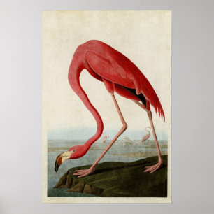 Affiches Plaque 431   Flamant rose américain   Oiseaux d'Am