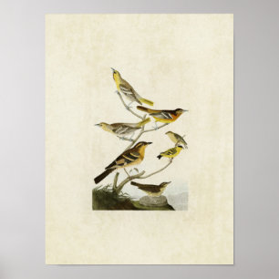 Affiches Plaque 433   Orioles, Goldfinch et Thrushes