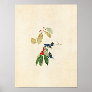 Affiches Plaque 48 Paruline azur Oiseaux d'Amérique