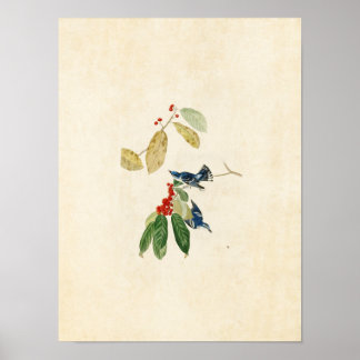 Affiches Plaque 48 | Paruline azur | Oiseaux d'Amérique