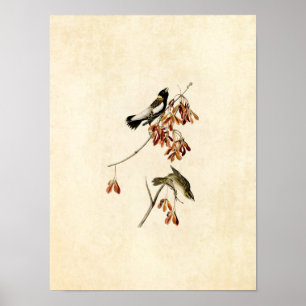 Affiches Plaque 54   Rice Bird   Oiseaux d'Amérique