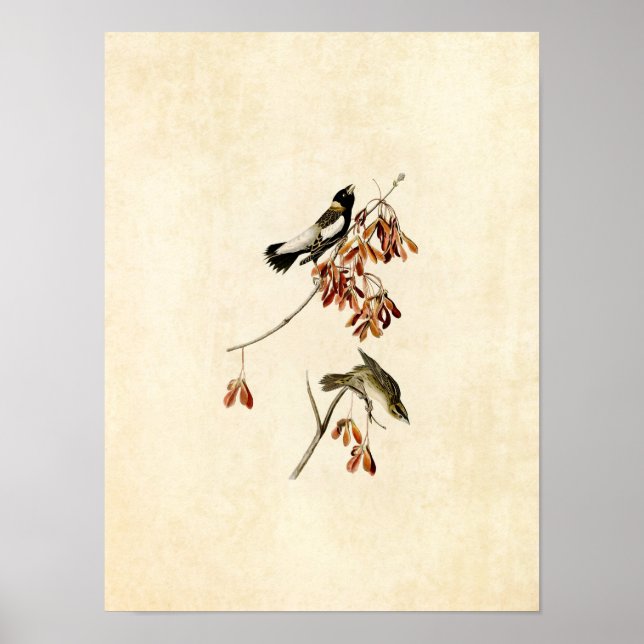 Affiches Plaque 54 | Rice Bird | Oiseaux d'Amérique (Devant)