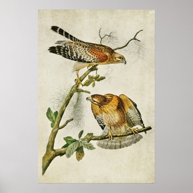 Affiches Plaque 56 | Buse à épaulettes | Oiseaux d'Amérique (Devant)