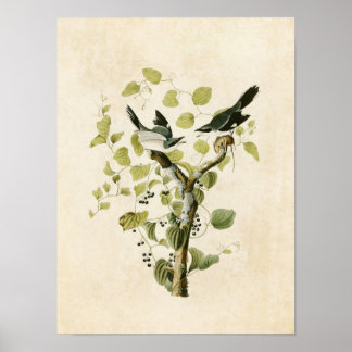 Affiches Plaque 57 | Pie-grièche migratrice | Oiseaux d'Amé