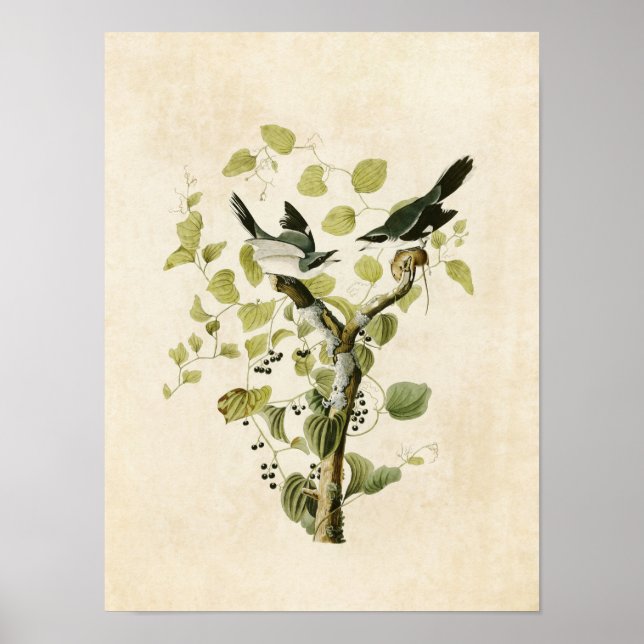 Affiches Plaque 57 | Pie-grièche migratrice | Oiseaux d'Amé (Devant)