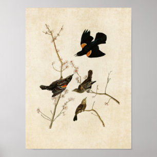 Affiches Plaque 67   Moucherolle à ailes rouges ou oiseau-n