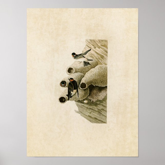Affiches Plaque 68 | Republicain ou Cliff Swallow (Devant)