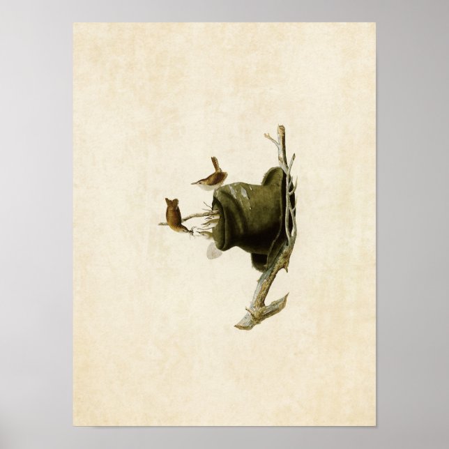 Affiches Plaque 83 | Maison Wren | Oiseaux d'Amérique (Devant)