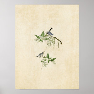 Affiches Plaque 84 Moucherolle gris bleu Oiseaux d'Amér