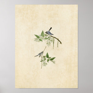 Affiches Plaque 84 | Moucherolle gris bleu | Oiseaux d'Amér