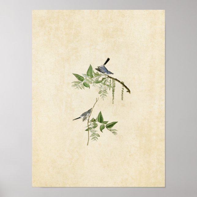Affiches Plaque 84 | Moucherolle gris bleu | Oiseaux d'Amér (Devant)