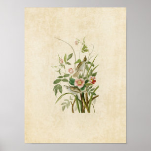 Affiches Plaque 93 Seaside Finch Oiseaux d'Amérique