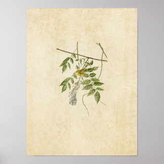 Affiches Plaque 95 | Paruline jaune | Oiseaux d'Amérique