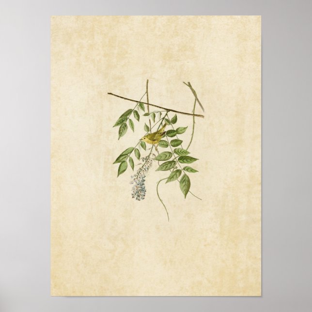 Affiches Plaque 95 | Paruline jaune | Oiseaux d'Amérique (Devant)