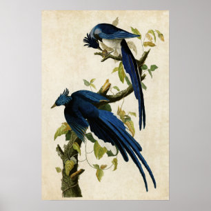 Affiches Plaque 96   Columbia Jay   Oiseaux d'Amérique