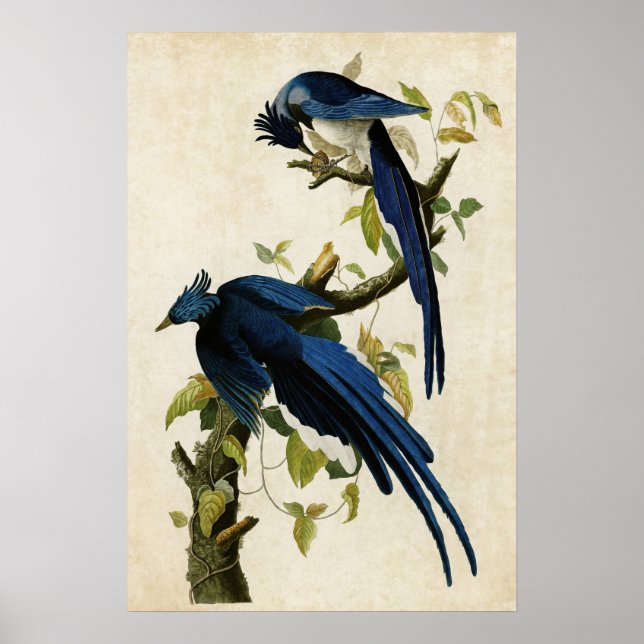 Affiches Plaque 96 | Columbia Jay | Oiseaux d'Amérique (Devant)