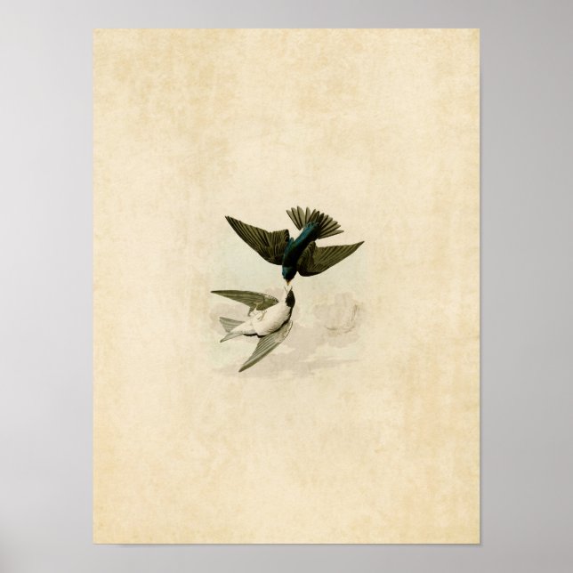 Affiches Plaque 98 | Hirondelle à ventre blanc (Devant)