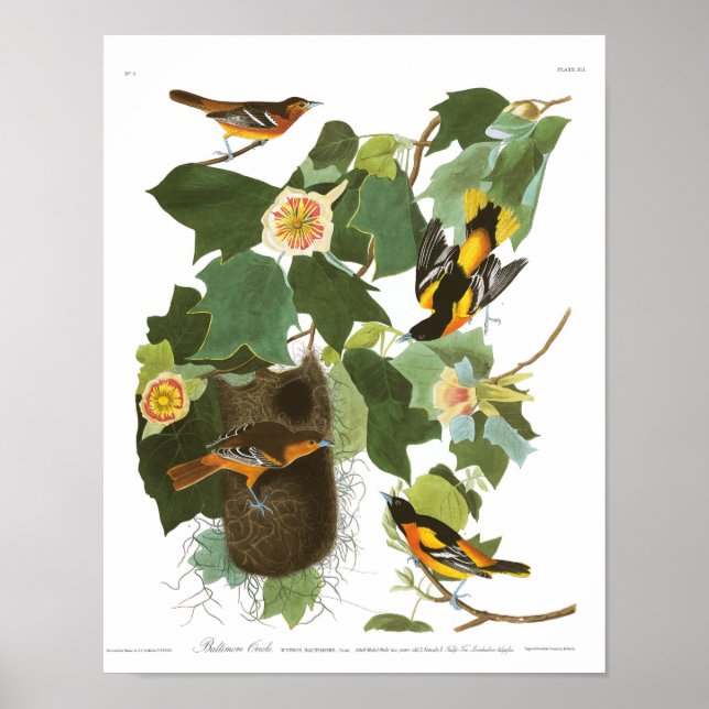 Affiches Plaque Audubon 12 Baltimore Oriole (Devant)