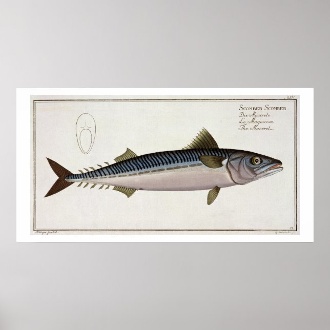 Affiches Plaque de maquereau (Scomber Scomber) LIV de 'Icht (Devant)