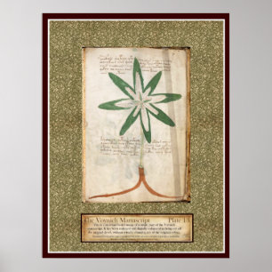Affiches Plaque Voynich 13