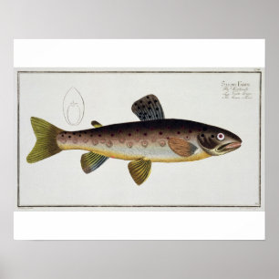 Affiches Plaque XXIII de truite Brown (Salmo Iasustris) de 