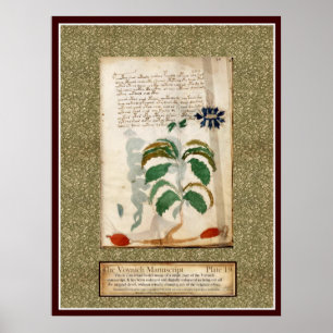 Affiches Plat 19 de Voynich