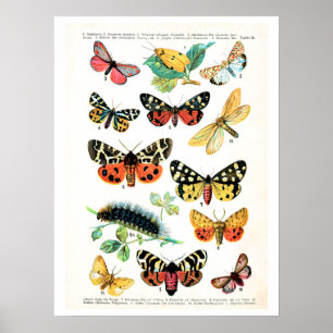 Affiches Plat antique, papillons de l'Europe : plat 10