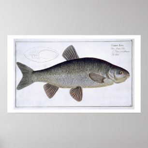 Affiches Plat VI de chabot (Cyprinus Jeses) de