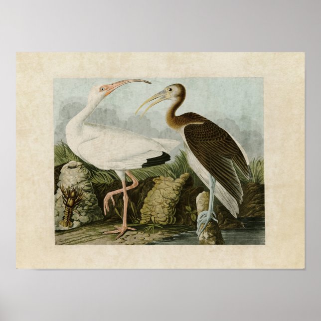 Affiches Plate 222 | White Ibis | Birds of America (Devant)