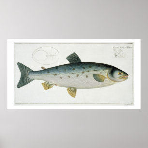 Affiches Plate de saumon (Salmo Salar) XX de 'Ichthyologie,