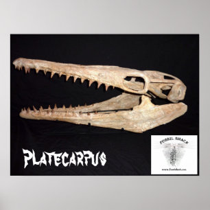Affiches Platecarpus Mosasaur crâne
