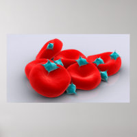 Platelets Avec Cellules De Sang Rouge 1