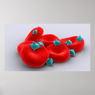 Affiches Platelets Avec Cellules De Sang Rouge 1