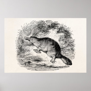Affiches Platypus vintage à bec de canard Animaux personnal