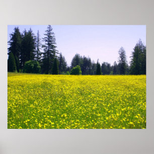 Affiches Pleine floraison