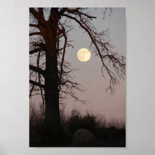 Affiches Pleine lune à travers les branches d'arbre