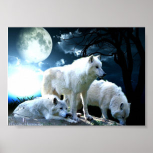 Affiches Pleine lune de loup