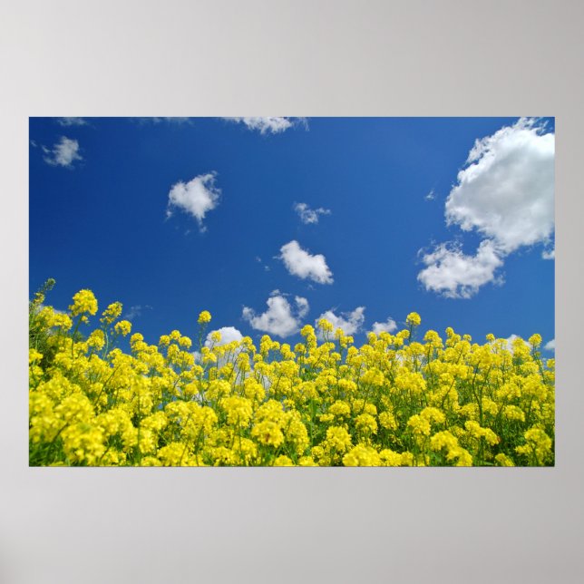 Affiches Plomb Springtime (Devant)