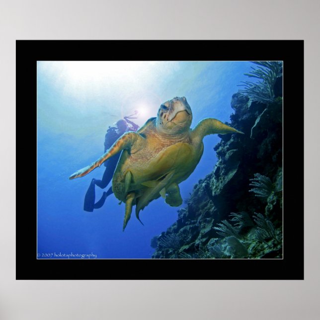 Affiches Plongeur et tortue au Belize (Devant)