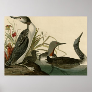 Affiches plongeur Rouge-throated