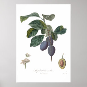 Affiches Plum, Imperatrice violette