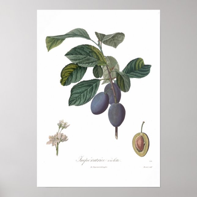 Affiches Plum, Imperatrice violette (Devant)