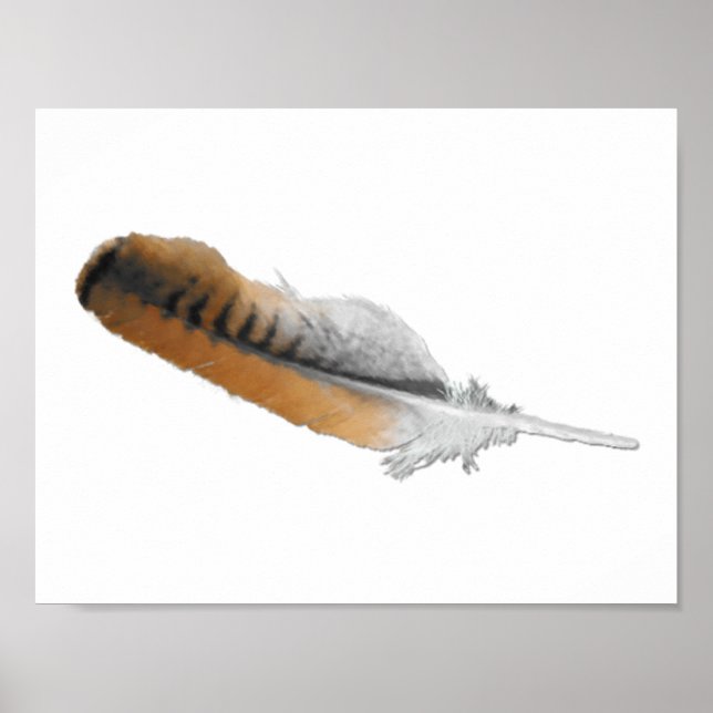 Affiches Plume de Buse à queue rousse (Devant)