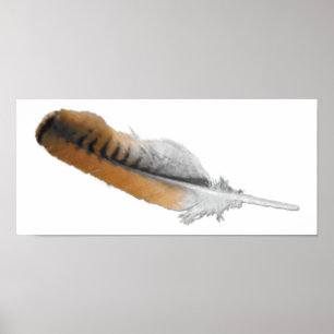 Affiches plume de faucon de Rouge-queue