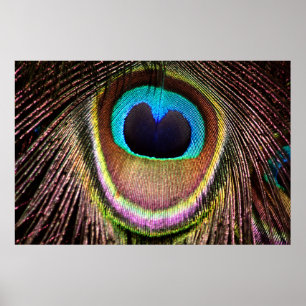 Affiches Plume de paon