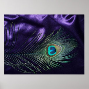 Affiches Plume pourpre impressionnante de paon