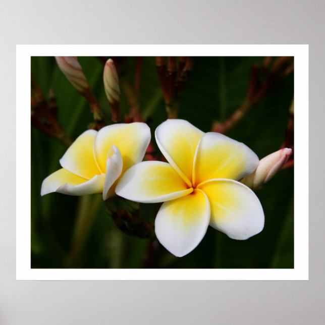 Affiches Plumeria (Devant)